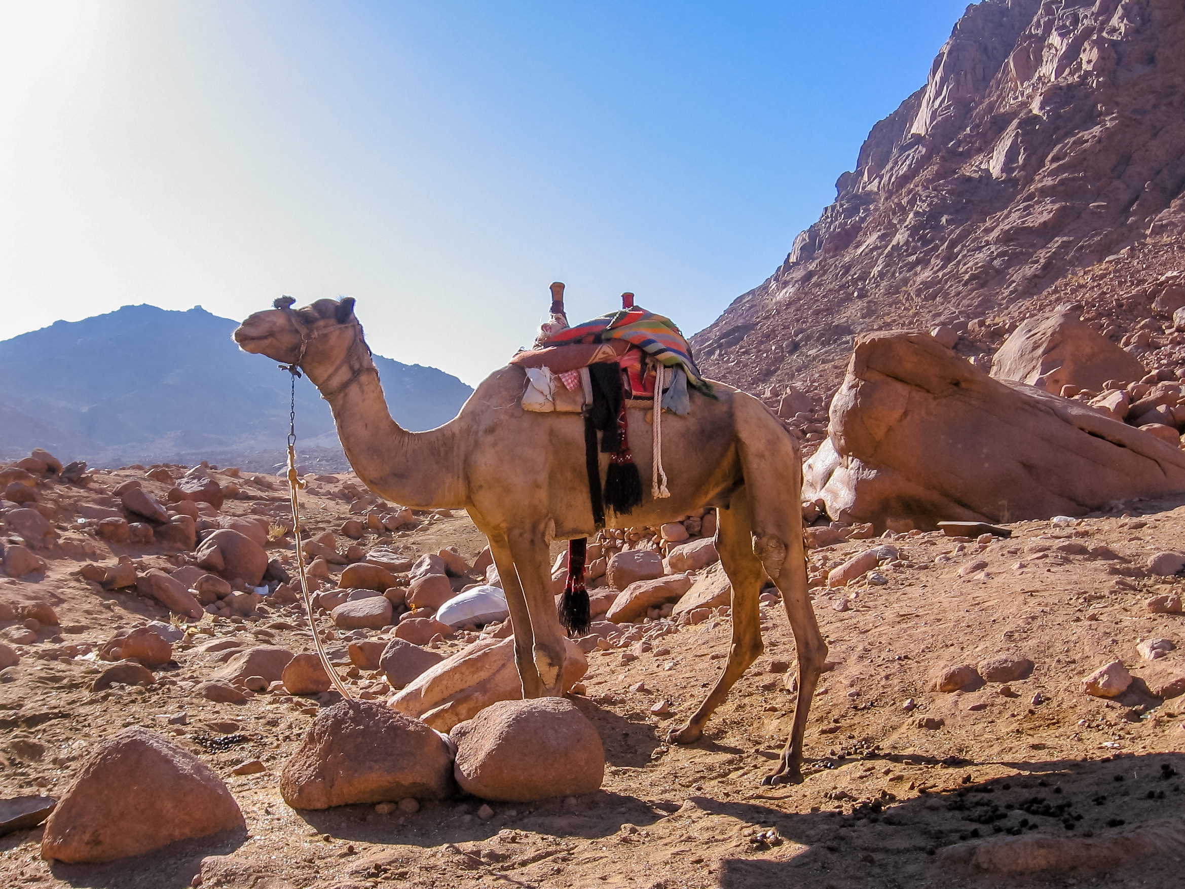 Lone camel along the descent from the Mount Sinai, Aka Jebel Musa, Sinai Peninsula in Egypt.