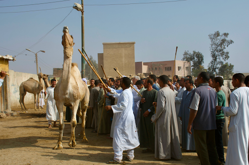 Birquash Camel Market 2