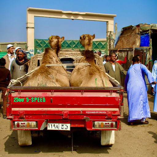 Birquash Camel Market 3