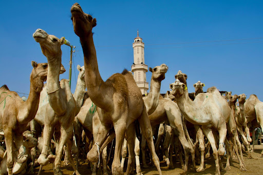 Birquash Camel Market 4