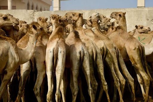 Birquash Camel Market 5