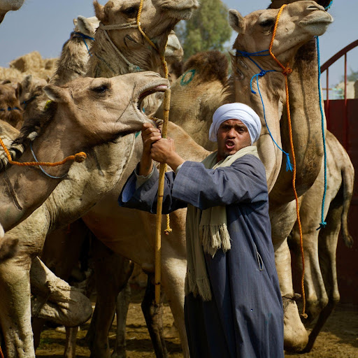 Birquash Camel Market 6