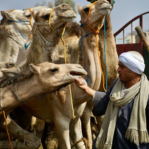 Birquash Camel Market 7
