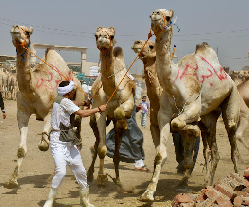 Birquash Camel Market 8